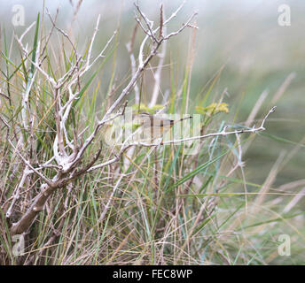 Radde il trillo, Phylloscopus schwarzi, Foto Stock