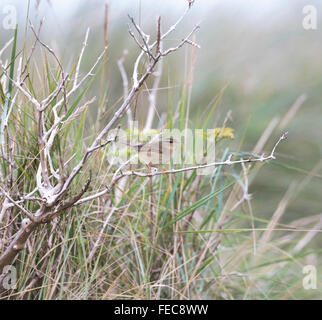 Radde il trillo, Phylloscopus schwarzi, Foto Stock