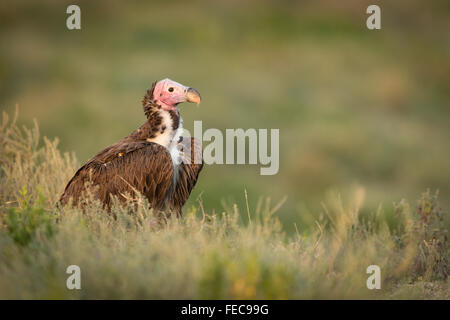 Falda africana di fronte Vulture nel Parco Nazionale del Serengeti Tanzania Foto Stock