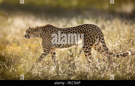 Femmina Cheetah che cammina attraverso l'erba al caldo sole della mattina presto nel Parco Nazionale di Serengeti Tanzania Foto Stock