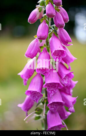 Foxglove, porpora o campane, a Oban, Scozia. Foto Stock