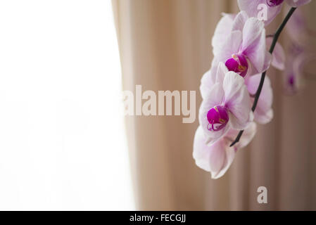 Orchidee rosa vicino al windows in ambienti interni Foto Stock