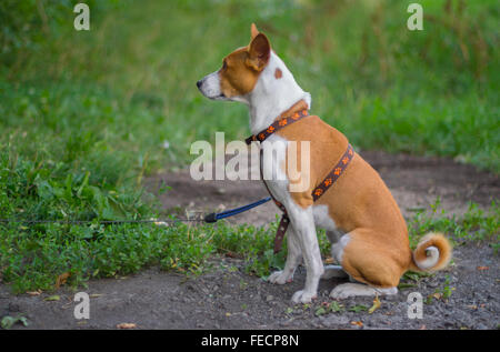 Ritratto all'aperto (vista laterale) di basenji dog sitter sul terreno (shallow dof) alla stagione estiva Foto Stock
