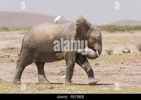 Un sub adulto dell' elefante africano in Amboseli National Park in Kenya Foto Stock