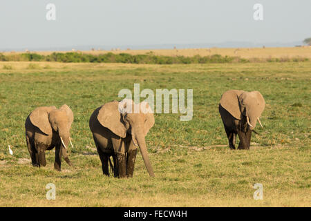 Piccolo gruppo di elefanti africani nei pressi della palude in Amboseli National Park in Kenya Foto Stock