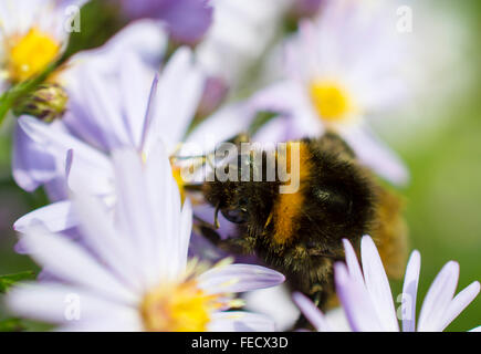 Questa immagine contiene un gigante di miele delle api su piccoli fiori di colore rosa Foto Stock