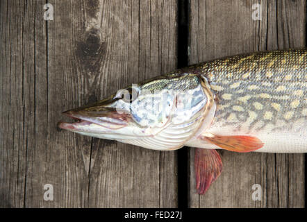 Luccio (Esox lucius) su un ponte di legno Foto Stock