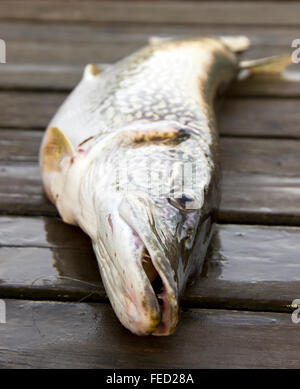 Luccio (Esox lucius) su un ponte di legno Foto Stock