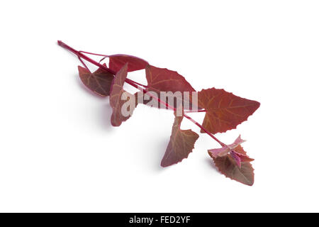 Ramoscello fresco del giardino Orache su sfondo bianco Foto Stock