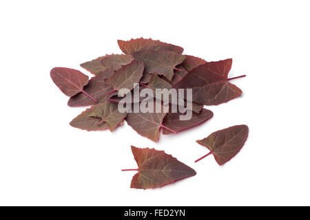 Fresco Giardino Orache foglie su sfondo bianco Foto Stock