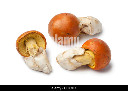 Freschi di Cesare funghi su sfondo bianco Foto Stock