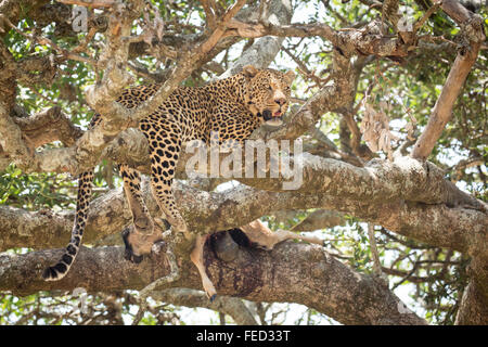 Maschio adulto africana di Leopard nella struttura ad albero con un kill nel Parco Nazionale del Serengeti Tanzania Foto Stock