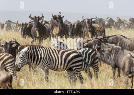 Zebra delle pianure del Serengeti National Park in Tanzania Foto Stock