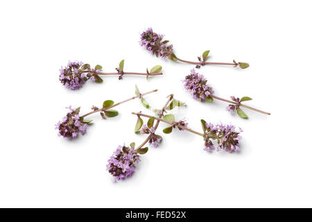 Origano fresco timo fiori su sfondo bianco Foto Stock