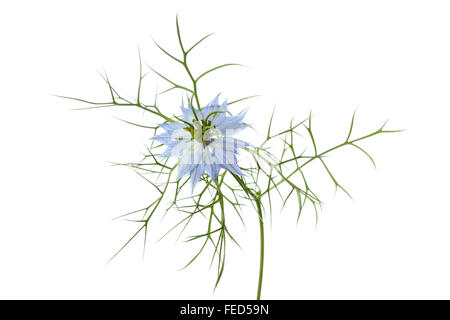 Nigella blu fiore su sfondo bianco Foto Stock