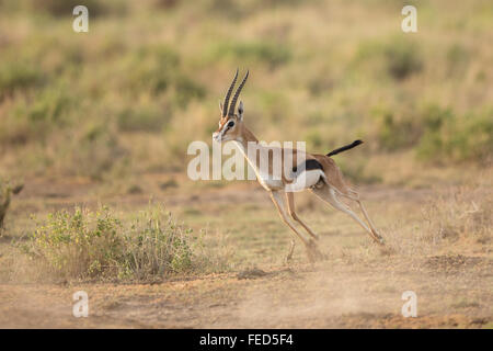 Maschio di Thompsons gazzella esecuzione di Amboseli Kenya Foto Stock