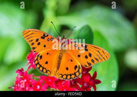 Gulf Fritillary Butterfly Agraulis vanillae su un fiore al Butterfly Estaes in Fort Myers Florida Foto Stock