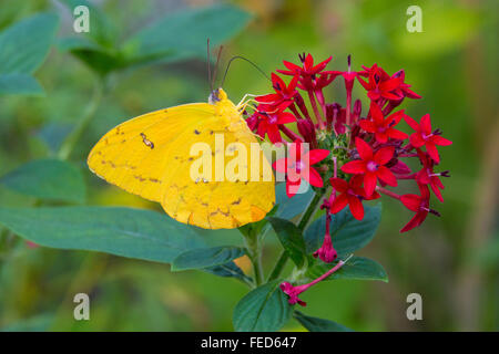 Vista dettagliata del giallo zolfo albicocca Butterfly Phoebis argante su un fiore al Butterfly Estates in Fort Myers Florida Foto Stock