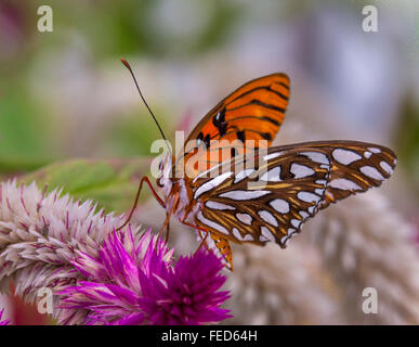 Gulf Fritillary Butterfly Agraulis vanillae su un fiore al Butterfly Estates in Fort Myers Florida Foto Stock