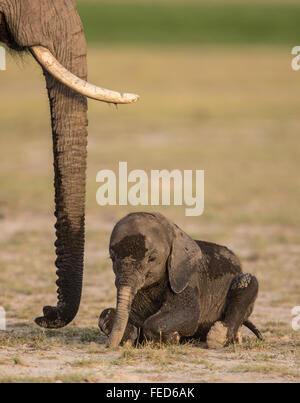 L'elefante africano del bambino seduto accanto alla madre Amboseli Parco Nazionale Kenya Foto Stock