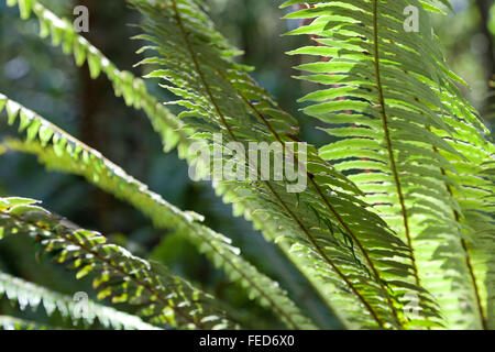 Nuove foglie di felce Nuova Zelanda Foto Stock