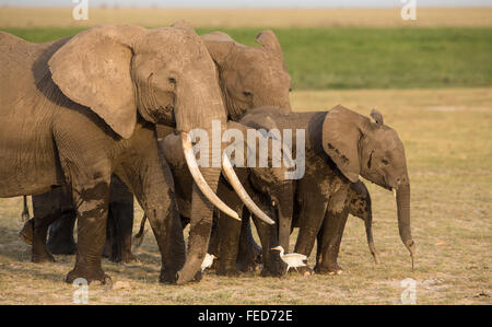 Una mandria di elefanti africani che camminano insieme guidata da una grande femmina tusker ad Amboseli, Kenya Foto Stock