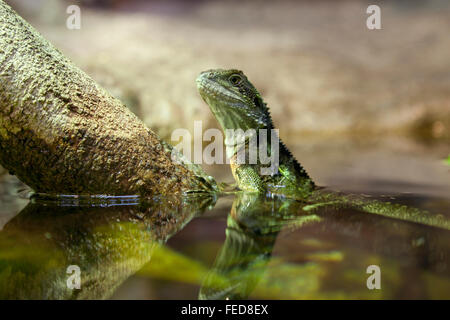 Orientale drago di acqua in acqua Foto Stock