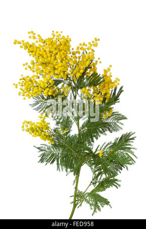 Rametto di fresca fioritura giallo mimosa su sfondo bianco Foto Stock