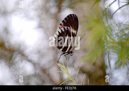 Zebra longwing butterfly arroccato su un impianto Foto Stock