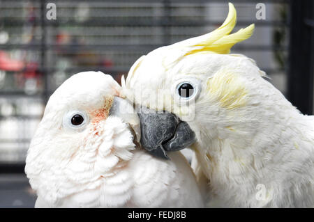 Goffin's Cacatua e Suphur-Crested Cacatua snuggling amore uccelli Foto Stock