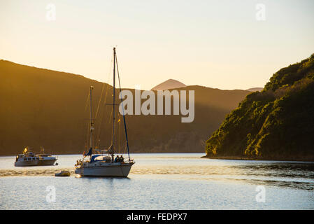 Barche a sera Ketu Bay Pelorus Sound Marlborough Sounds Isola del Sud della Nuova Zelanda Foto Stock