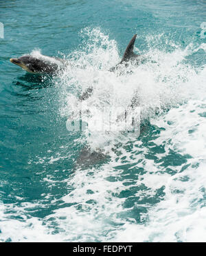 Delfini (specie Tursiops) riding prua di una barca in Popoure raggiungere Marlborough Sounds Nuova Zelanda Foto Stock