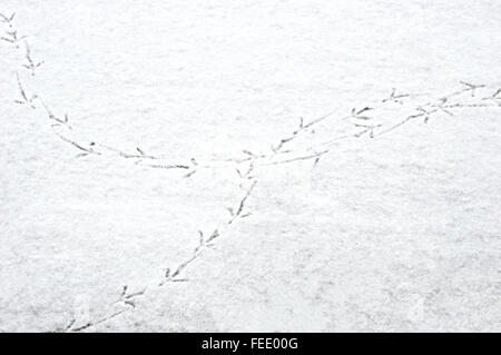 Uccelli' impronte sul primo strato sottile di neve Foto Stock