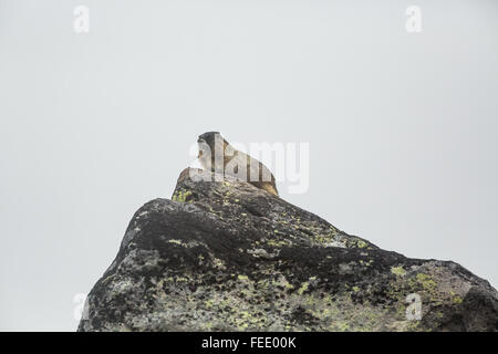 Annoso marmotta, Marmota caligata, sulla roccia sopra il ghiacciaio Sholes vicino a portali su Mt. Baker, nello Stato di Washington, USA Foto Stock