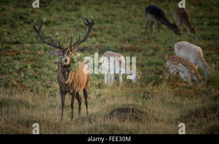 Grandi Cervi Stag, con mandria mista e bracken fern su grandi corna Foto Stock