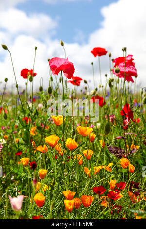 Fiori selvatici tra cui Poppy comune (Papaver rhoeas) e papavero californiano (Escholzia californica) in un prato in una giornata estiva soleggiata Foto Stock