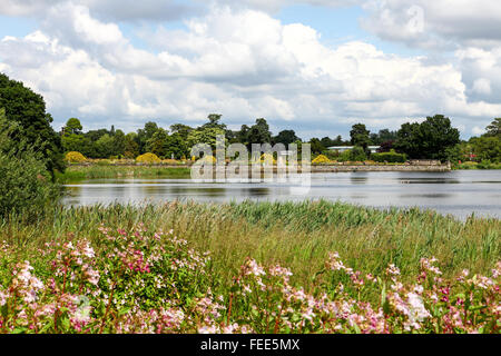 Una vista sul lago con fiori selvatici in primo piano a Trentham Gardens Stoke on Trent Staffordshire Staffs England Regno Unito Foto Stock