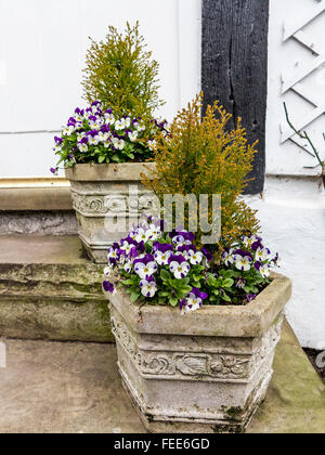 Due le piantatrici di calcestruzzo con pansies e conifere in fasi di Rose Cottage in grande Budworth, Cheshire, Inghilterra, Regno Unito Foto Stock