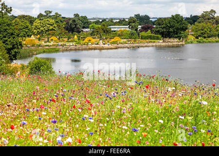 Una vista sul lago con fiori selvatici in primo piano a Trentham Gardens Stoke on Trent Staffordshire Staffs England Regno Unito Foto Stock