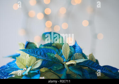 Glittery Natale poinsettia in blu e bianco con luci in background Foto Stock