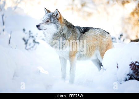 Lupo nevoso sorge nella splendida foresta di inverno Foto Stock