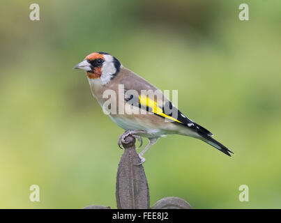 Cardellino in Mainsriddle giardino, vicino RSPB Mersehead, Dumfries and Galloway, Regno Unito Foto Stock