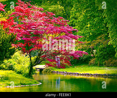 Bel rosso acero pende un laghetto circondato da una lussureggiante vegetazione Foto Stock