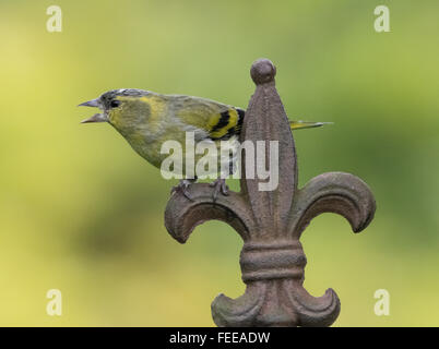 Lucherino Mainsriddle in giardino, vicino RSPB Mersehead, Dumfries and Galloway, Regno Unito Foto Stock