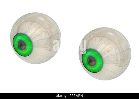 Occhi con iride verde isolato su sfondo bianco Foto Stock