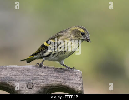 Lucherino femmina Mainsriddle in giardino, vicino RSPB Mersehead, Dumfries and Galloway, Regno Unito Foto Stock