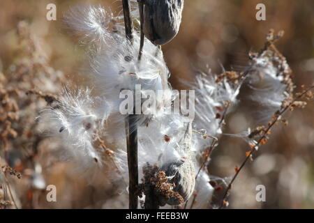 La levetta essiccato e capsule di seme di una rottura milkweed aperto, produca i suoi semi in aria, nel tardo autunno. Foto Stock