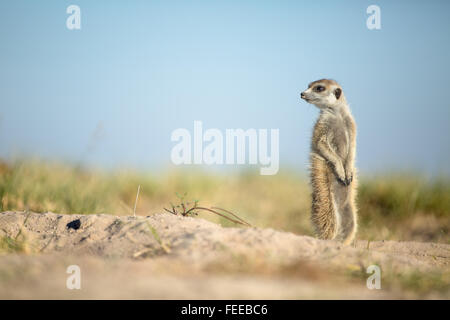 Meerkat su open veld in Botswana Foto Stock
