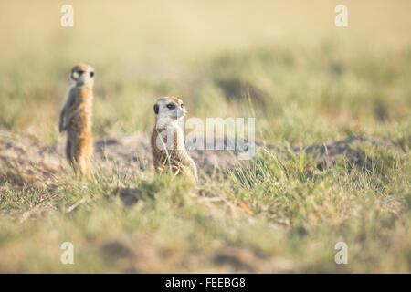 Meerkat su open veld in Botswana Foto Stock