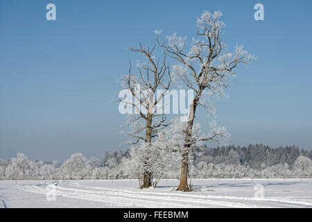 Alberi con la brina in inverno, Königsdorf, Alta Baviera, Baviera, Germania Foto Stock